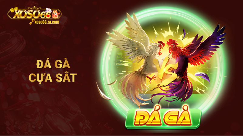 Đá gà cựa sắt XOSO66 - Cuộc chiến gay cấn, thưởng hấp dẫn 1 Đá gà cựa sắt