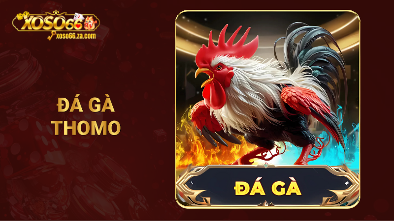 Đá gà Thomo